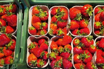 Erdbeeren in Pappschälchen