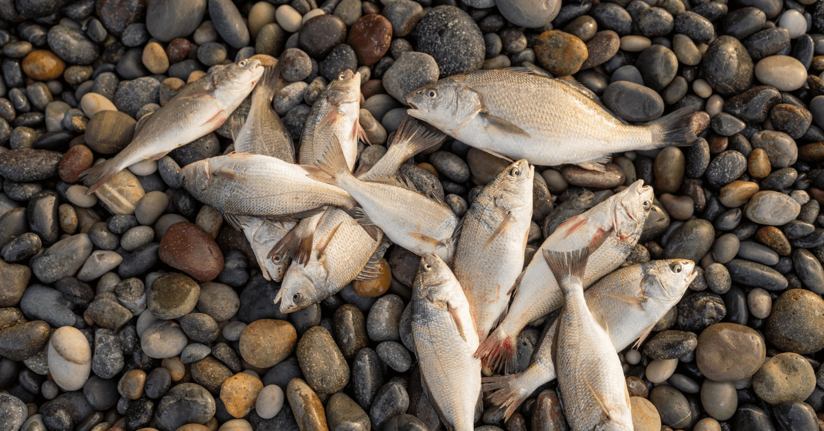 Gefangene Fische auf Steinen