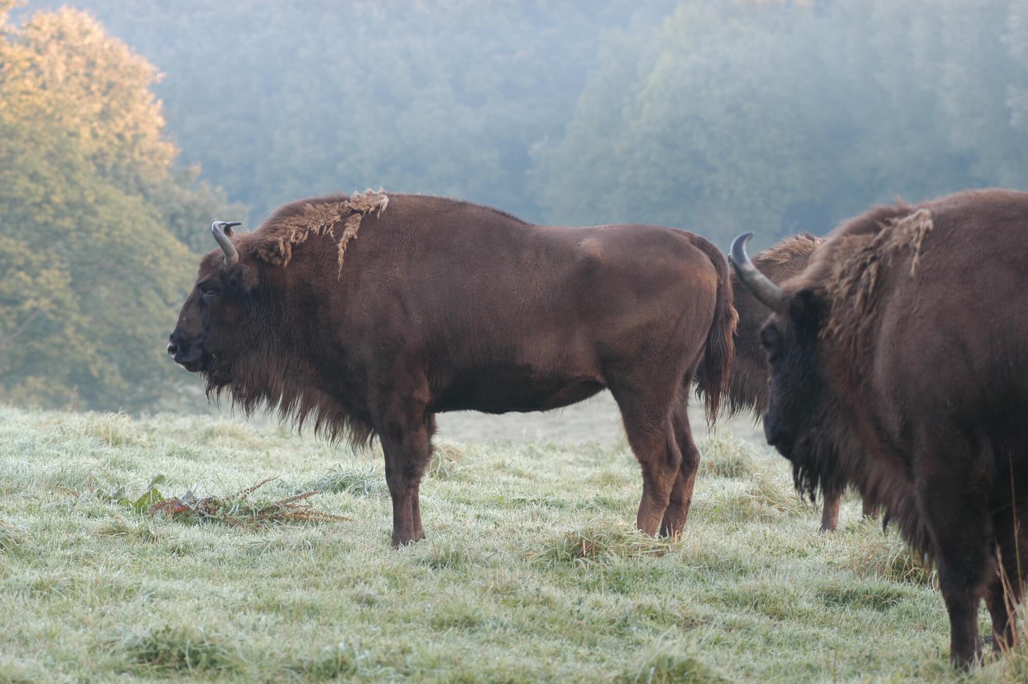 Wisent