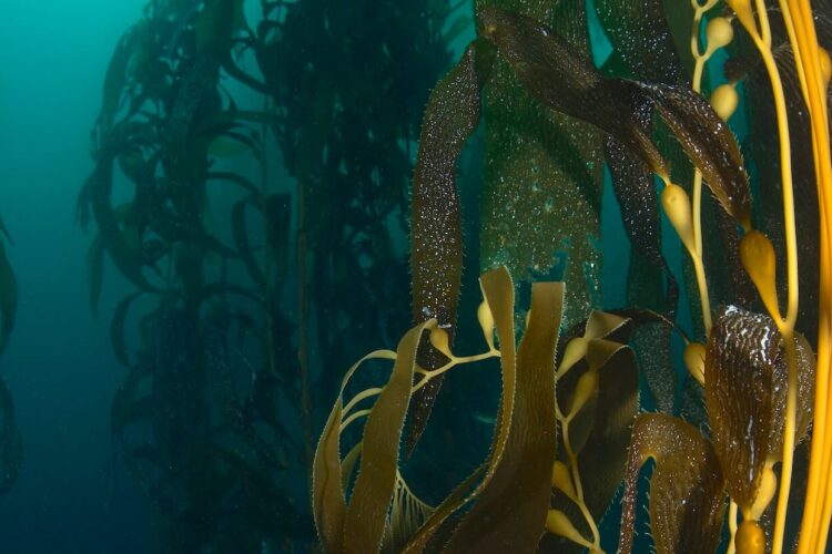Green Visions: Filmfestival für nachhaltiges Leben